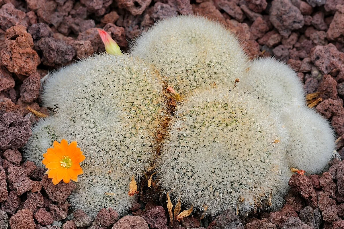 Scarlet Crown Cactus (Rebutia minuscula) photographed in a real growing setting