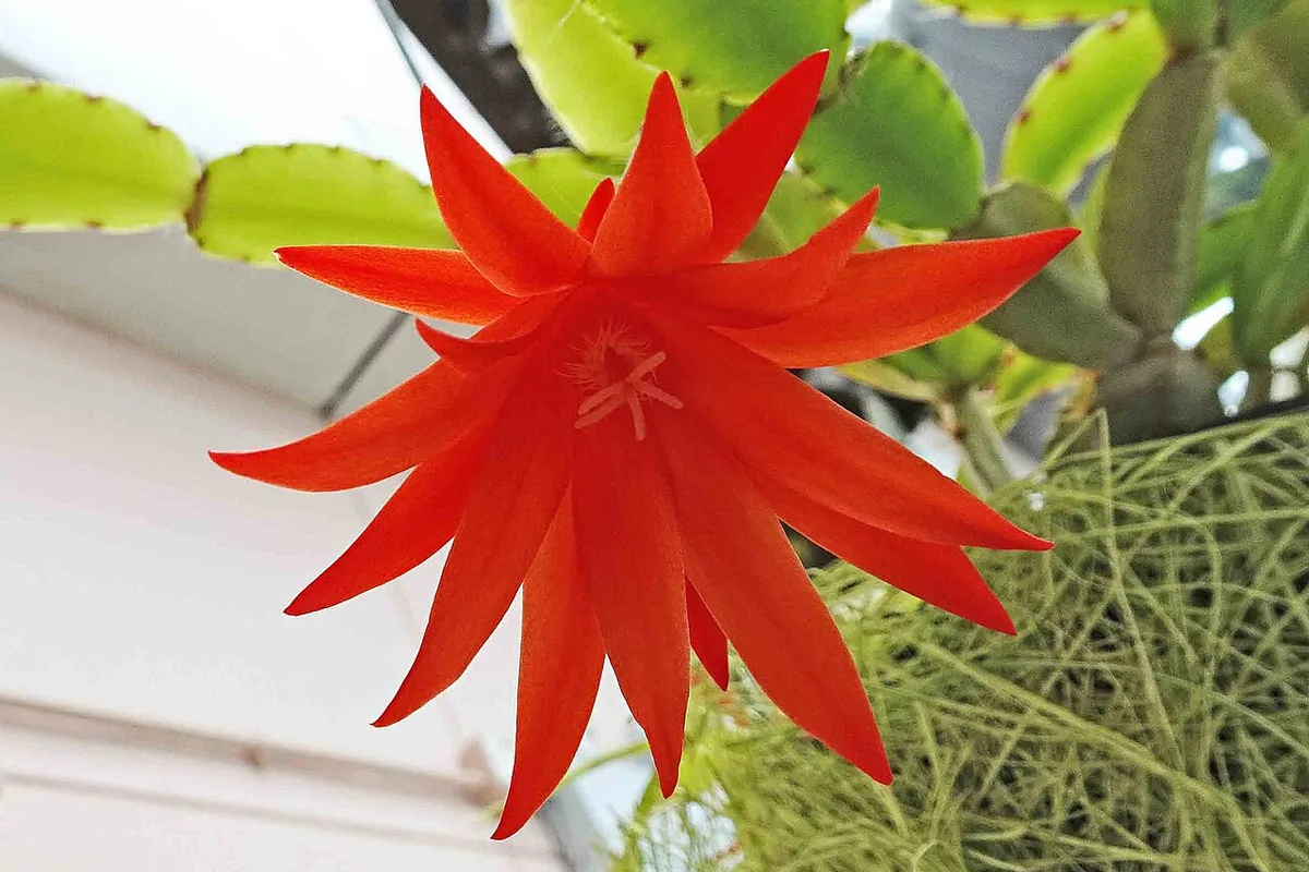Easter Cactus (Rhipsalidopsis gaertneri) photographed in a real growing setting