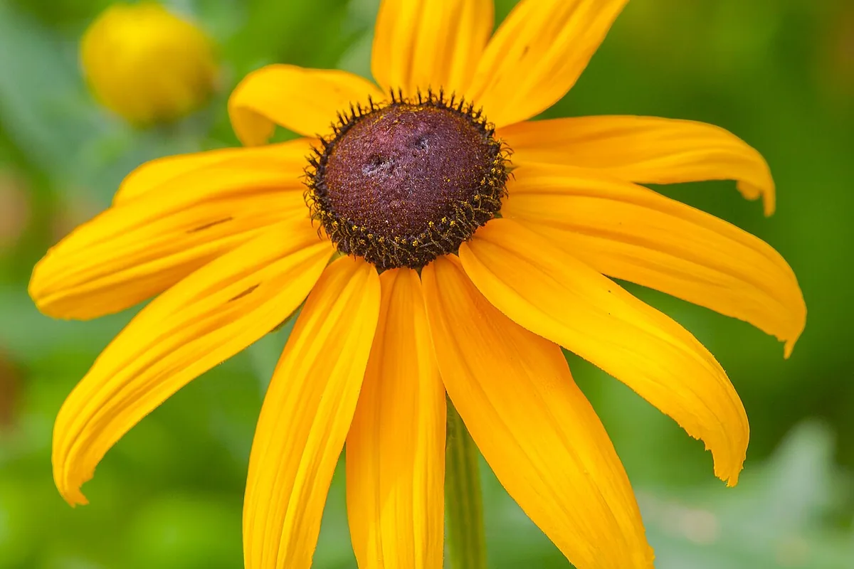 Orange Coneflower (Rudbeckia fulgida) photographed in a real growing setting