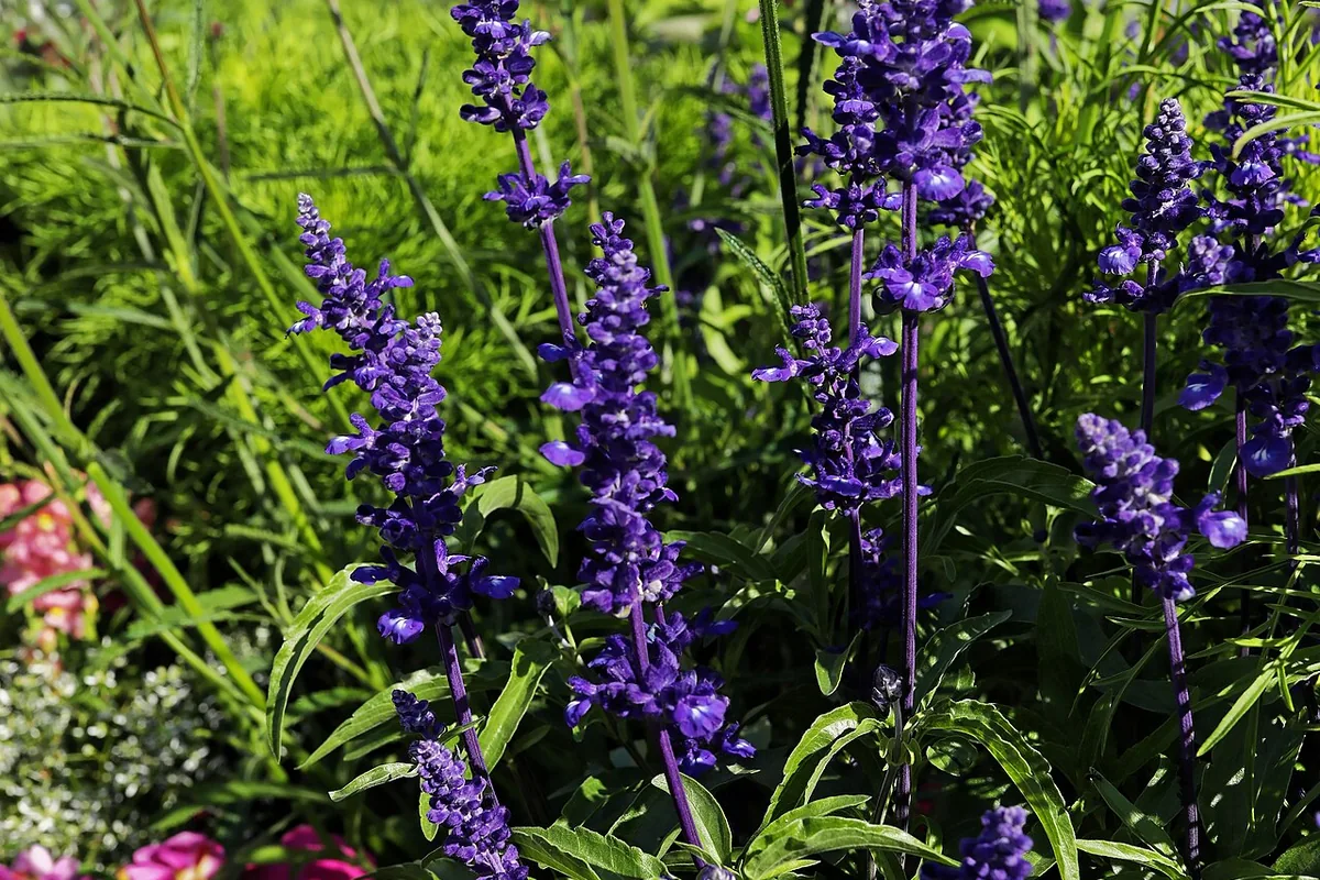 Mealycup Sage (Salvia farinacea) photographed in a real growing setting