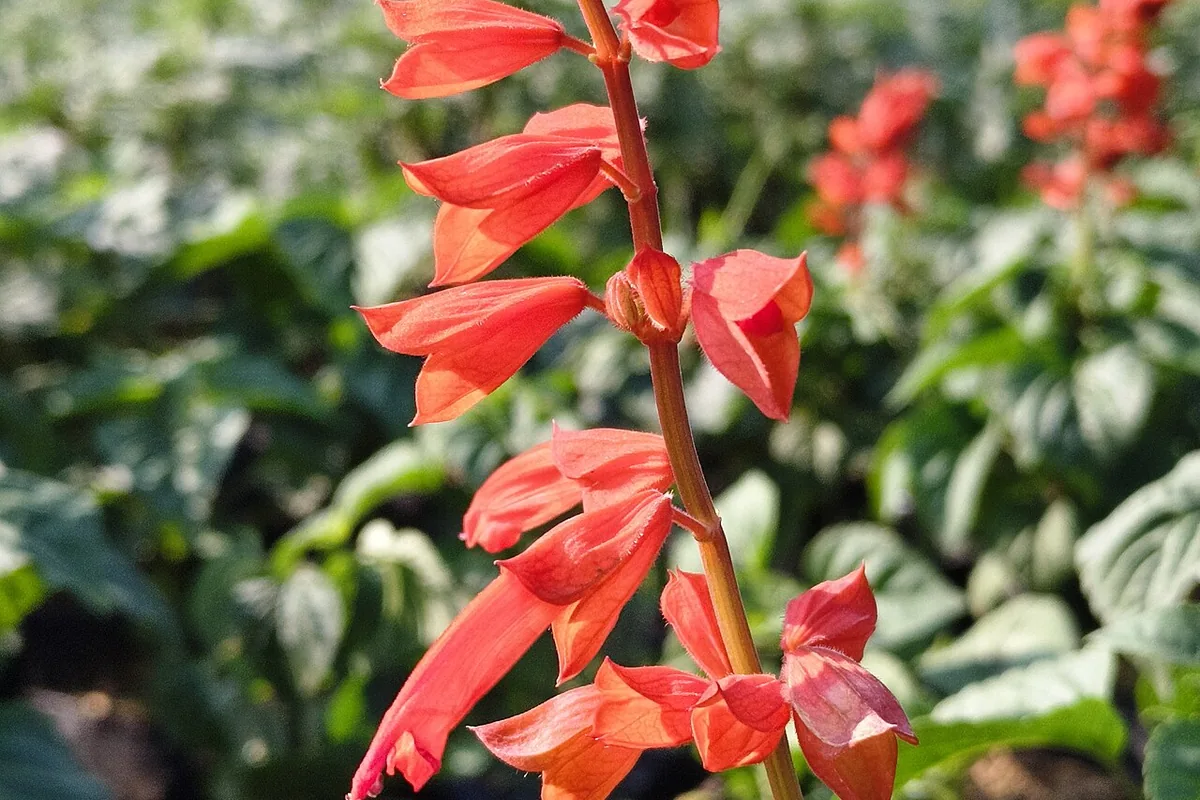 Scarlet Sage (Salvia splendens) photographed in a real growing setting