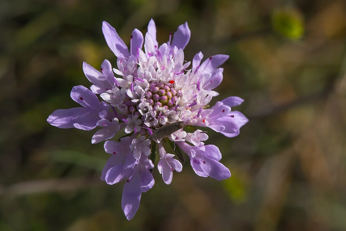 Sweet Scabious (Scabiosa atropurpurea) photographed in a real growing setting