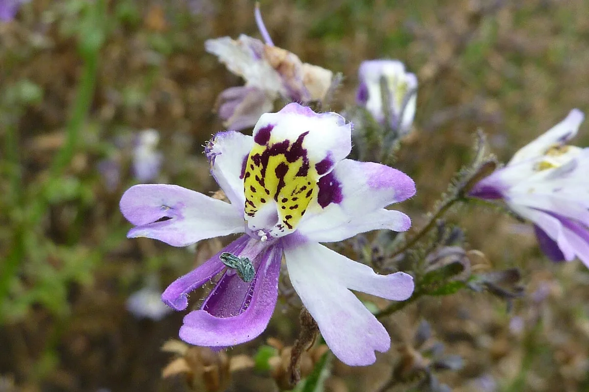 Butterfly Flower (Schizanthus pinnatus) photographed in a real growing setting