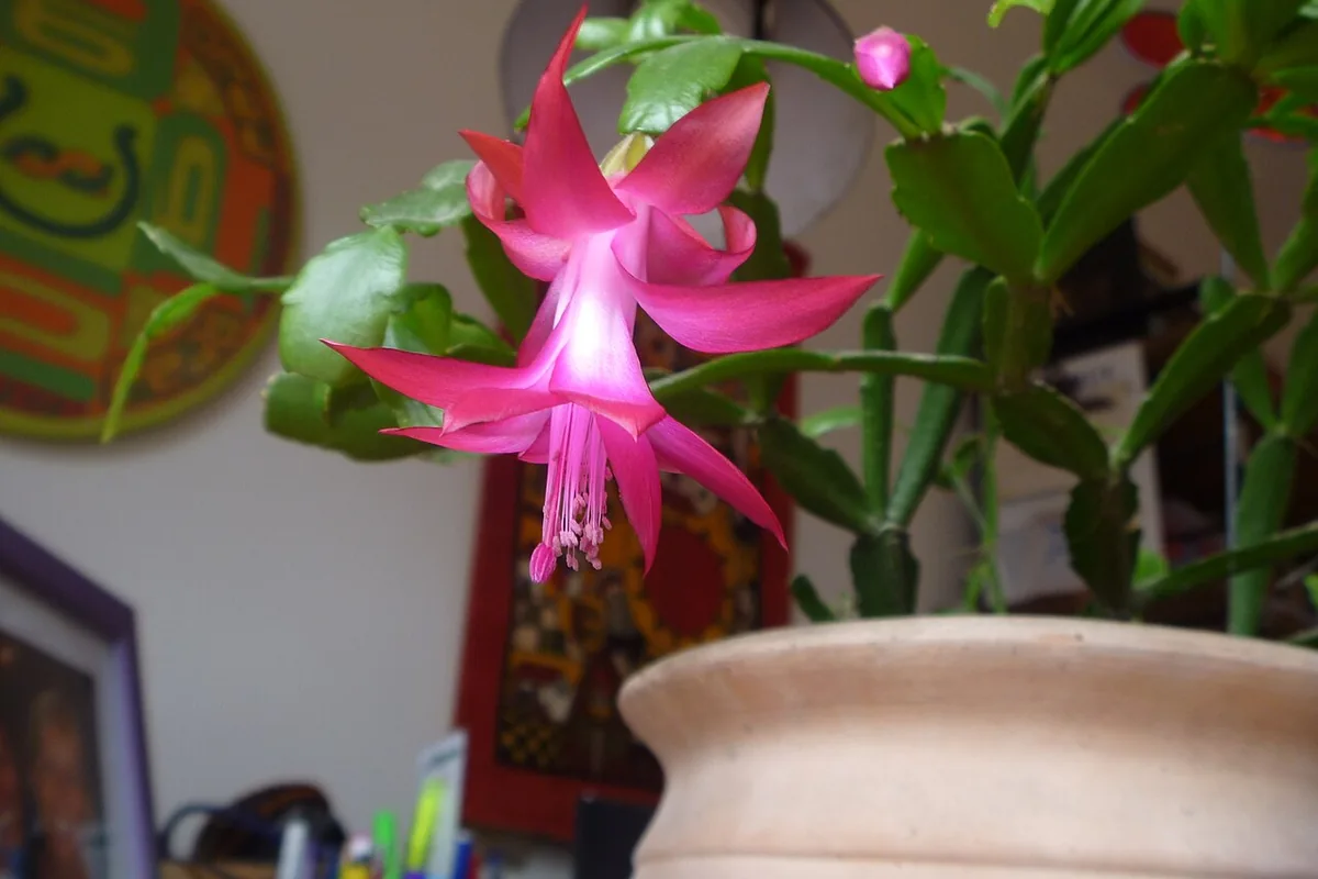 Christmas Cactus Species (Schlumbergera russelliana) photographed in a real growing setting