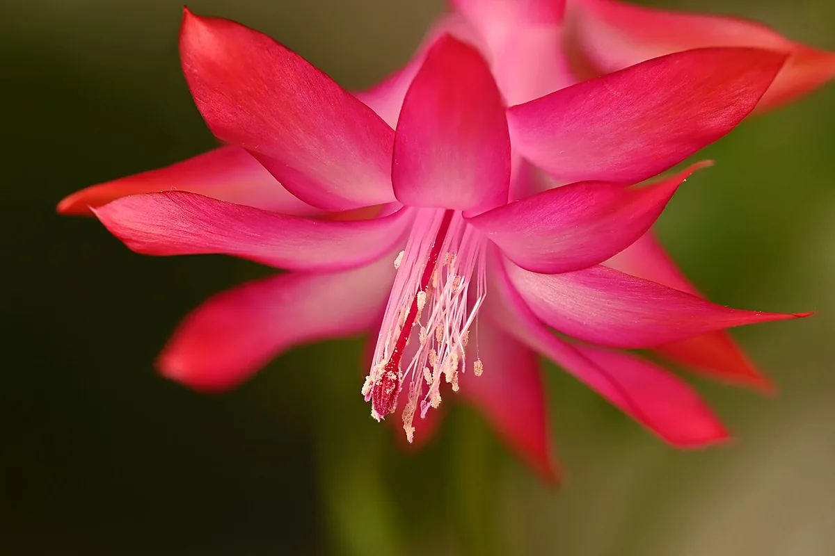Thanksgiving Cactus (Schlumbergera truncata) photographed in a real growing setting