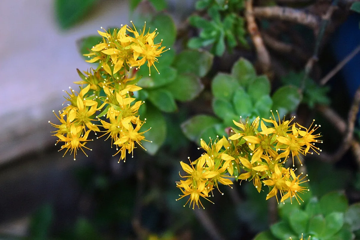Palmer Stonecrop (Sedum palmeri) photographed in a real growing setting