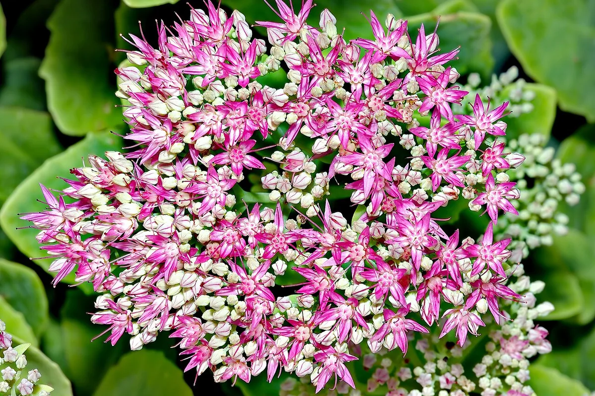 Showy Stonecrop (Sedum spectabile) photographed in a real growing setting