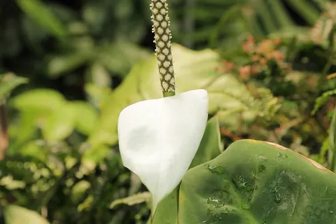 Dwarf Peace Lily (Spathiphyllum floribundum) photographed in a real growing setting