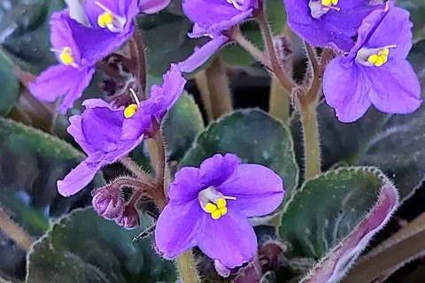 African Violet (Streptocarpus ionanthus) photographed in a real growing setting