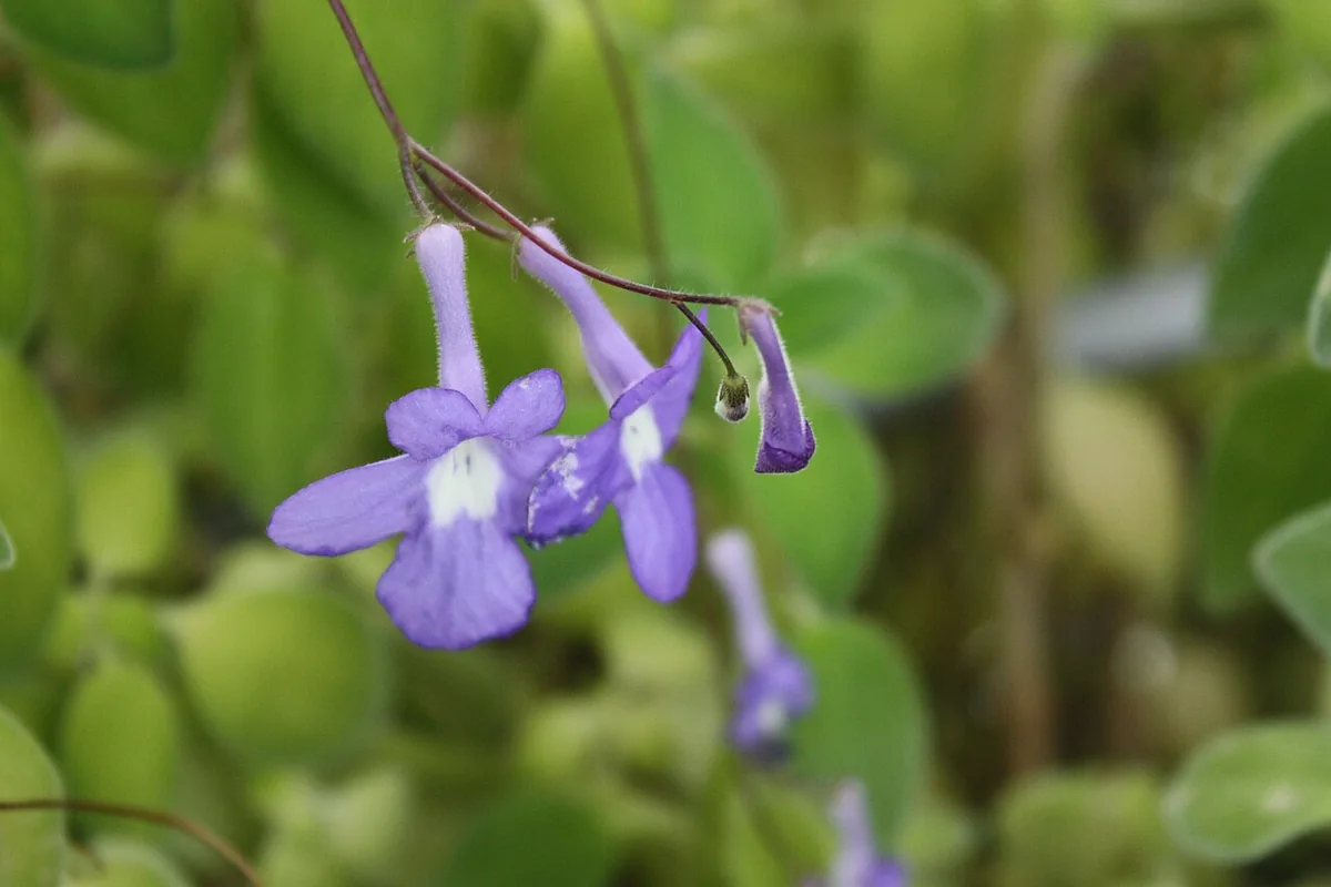False African Violet (Streptocarpus saxorum) photographed in a real growing setting