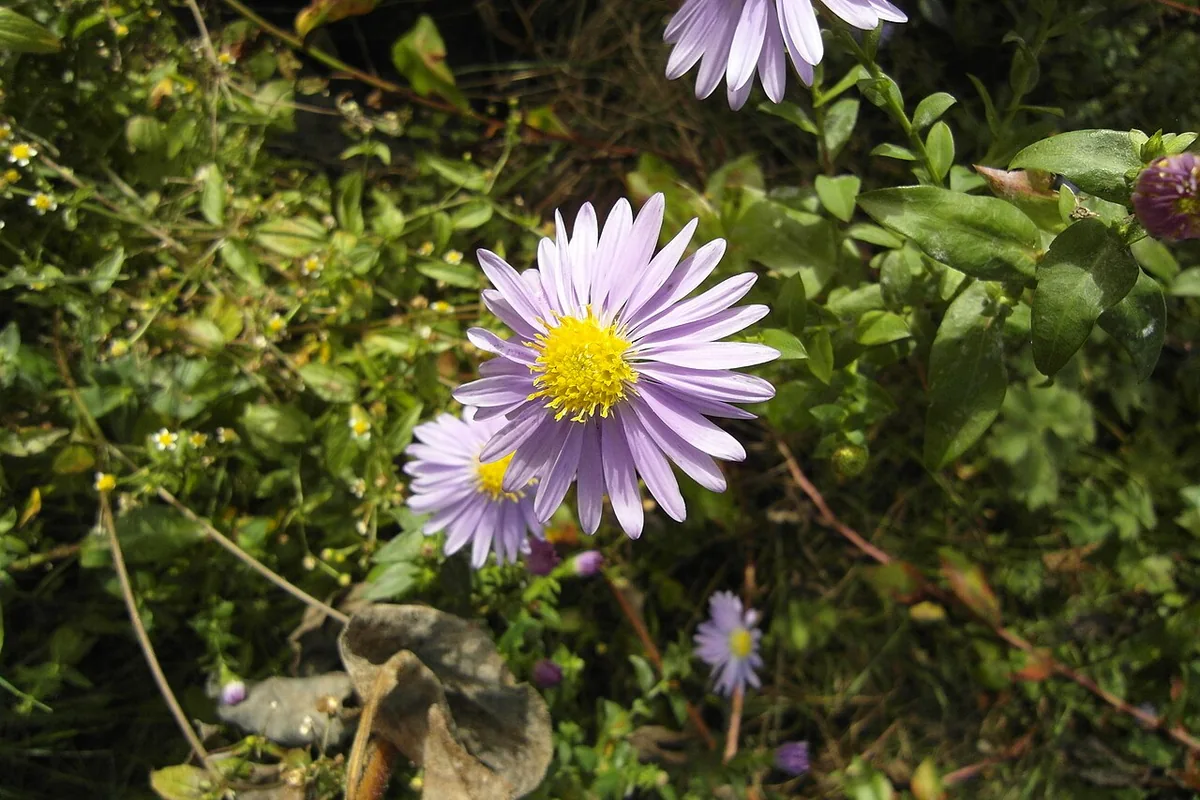 New York Aster (Symphyotrichum novi-belgii) photographed in a real growing setting