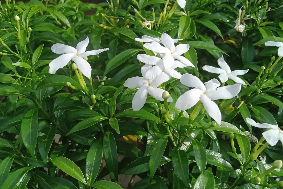 Crape Jasmine (Tabernaemontana divaricata) photographed in a real growing setting