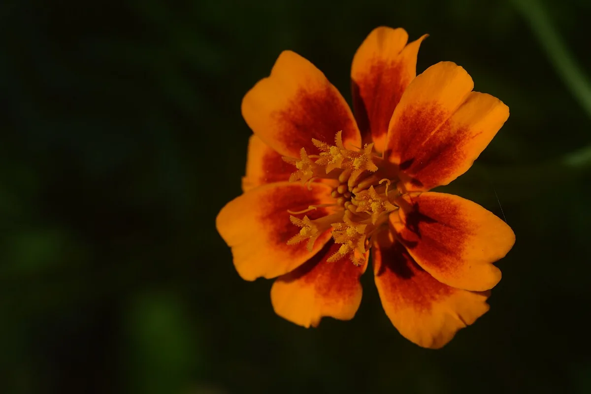 Signet Marigold (Tagetes tenuifolia) photographed in a real growing setting