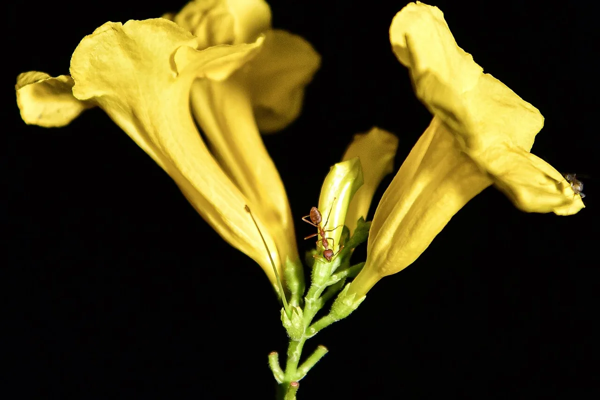 Yellow Bells (Tecoma stans) photographed in a real growing setting