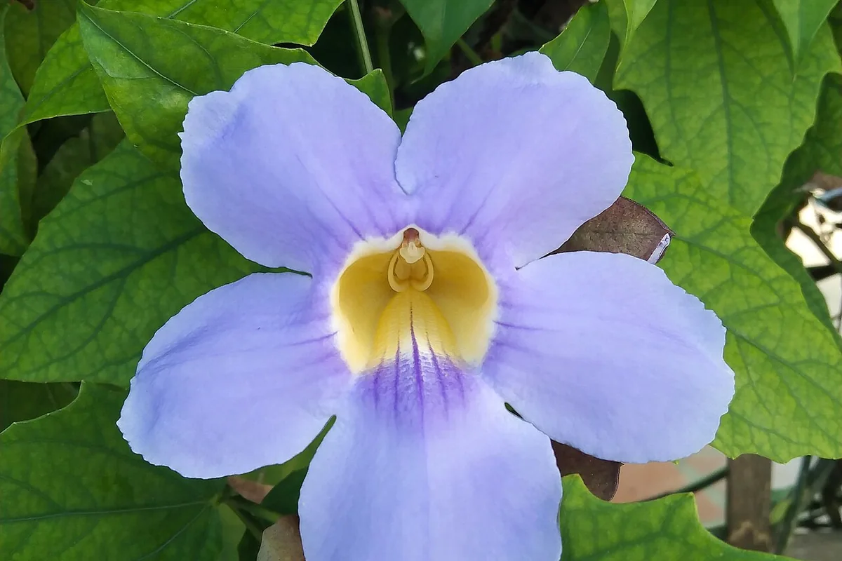 Bengal Clock Vine (Thunbergia grandiflora) photographed in a real growing setting