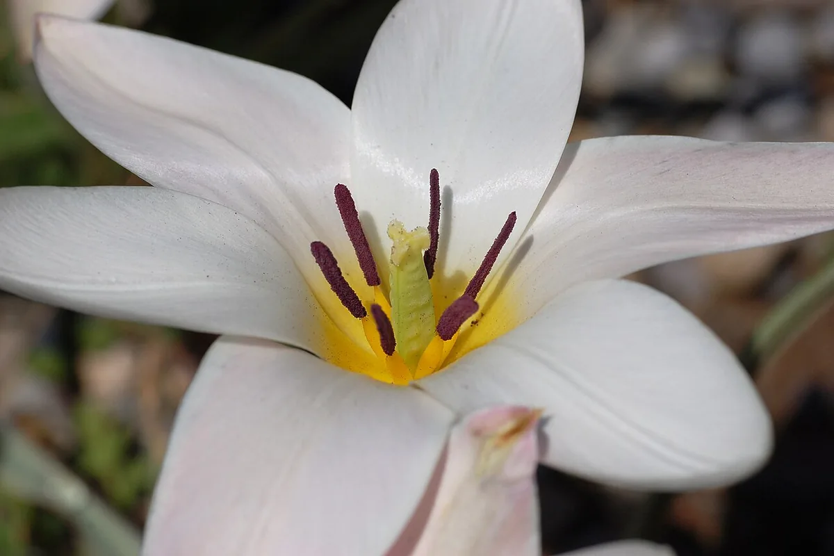 Lady Tulip (Tulipa clusiana) photographed in a real growing setting