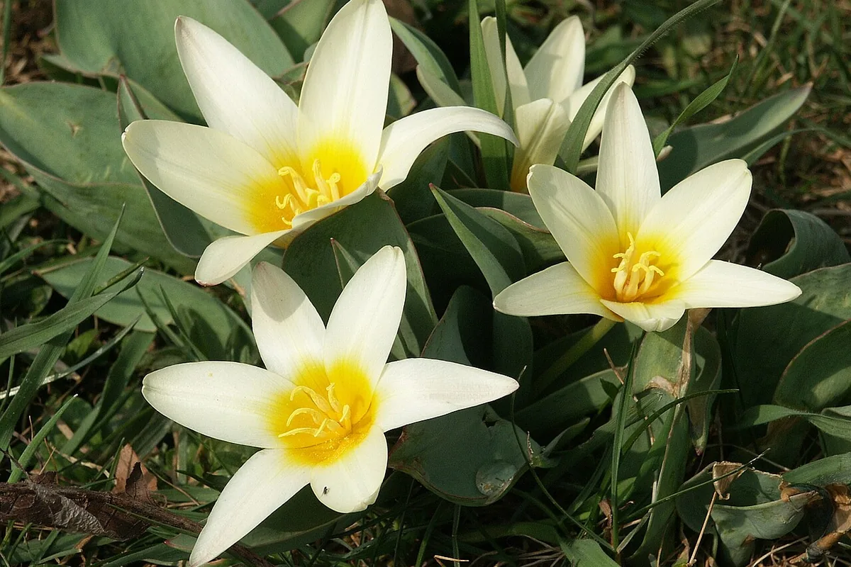 Waterlily Tulip (Tulipa kaufmanniana) photographed in a real growing setting