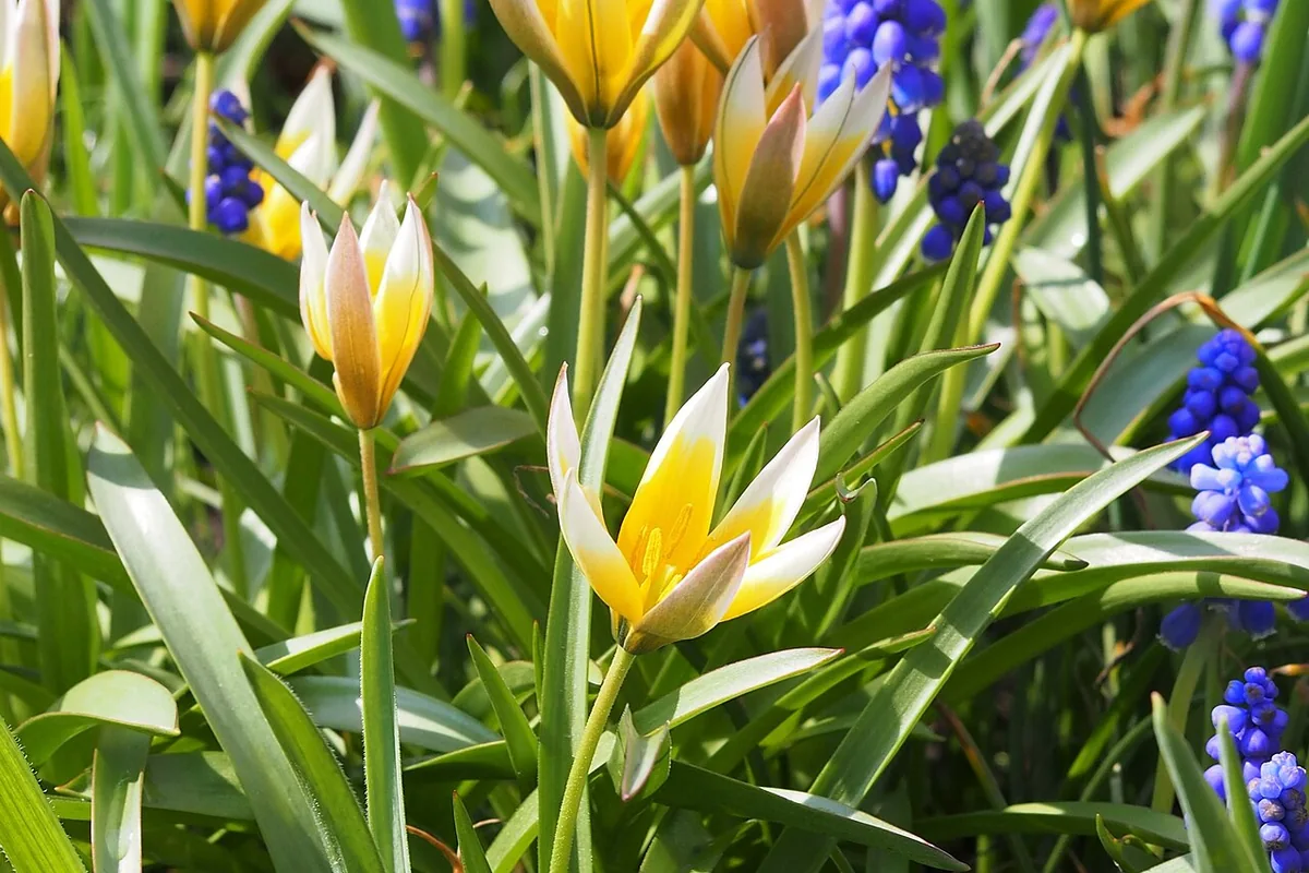 Late Species Tulip (Tulipa tarda) photographed in a real growing setting