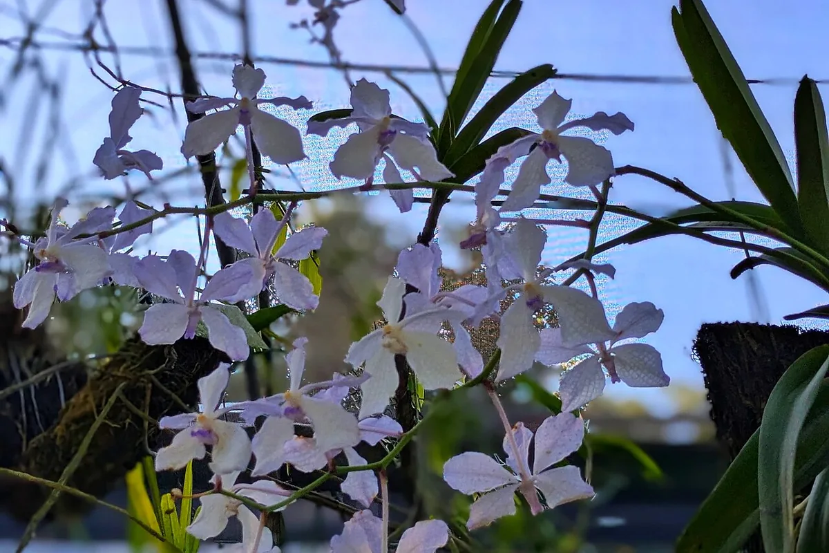 Blue Vanda (Vanda coerulea) photographed in a real growing setting