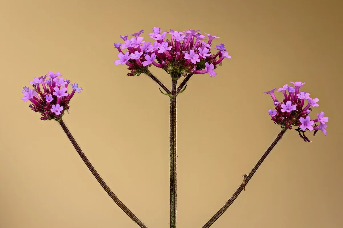 Tall Verbena (Verbena bonariensis) photographed in a real growing setting