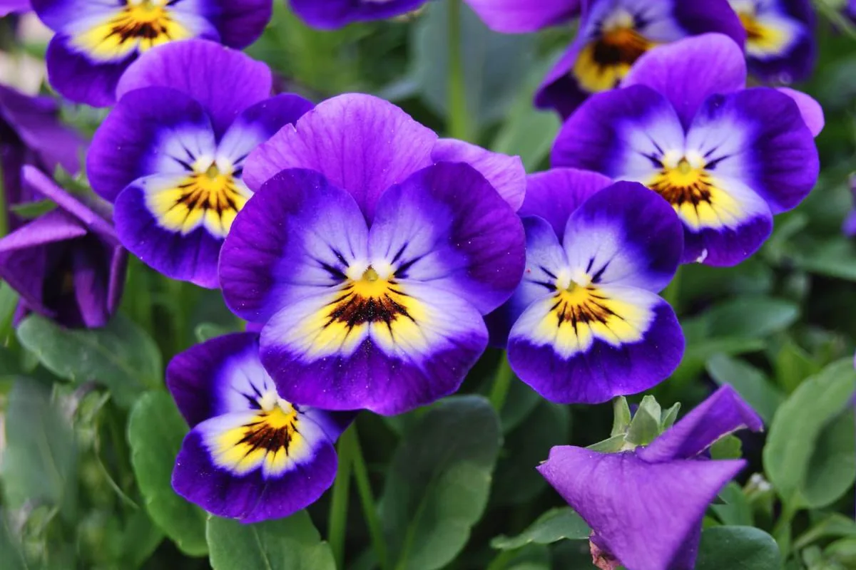 Horned Violet (Viola cornuta) photographed in a real growing setting