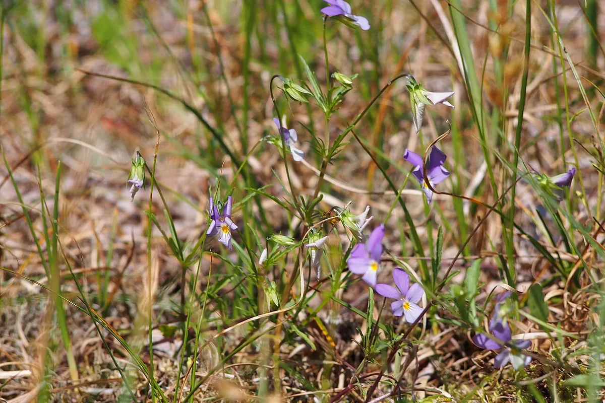 Heartsease (Viola tricolor) photographed in a real growing setting