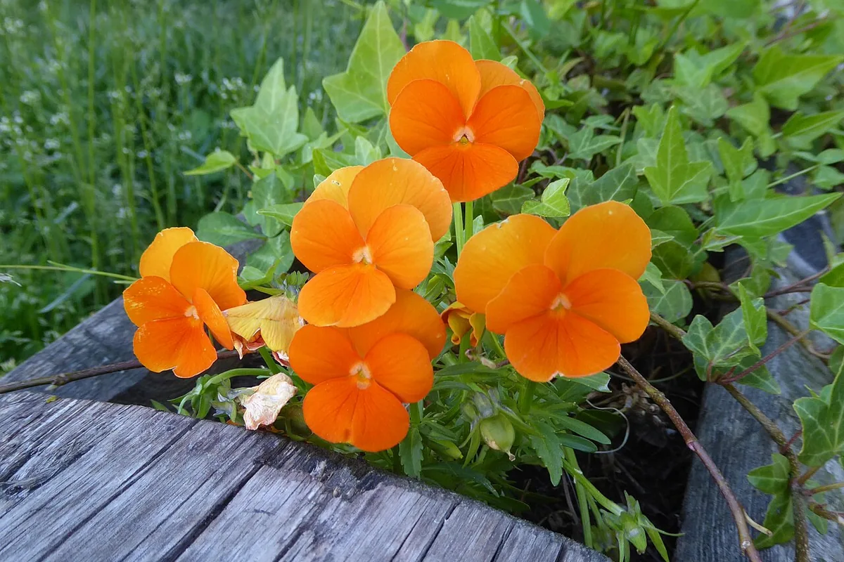 Garden Pansy (Viola wittrockiana) photographed in a real growing setting