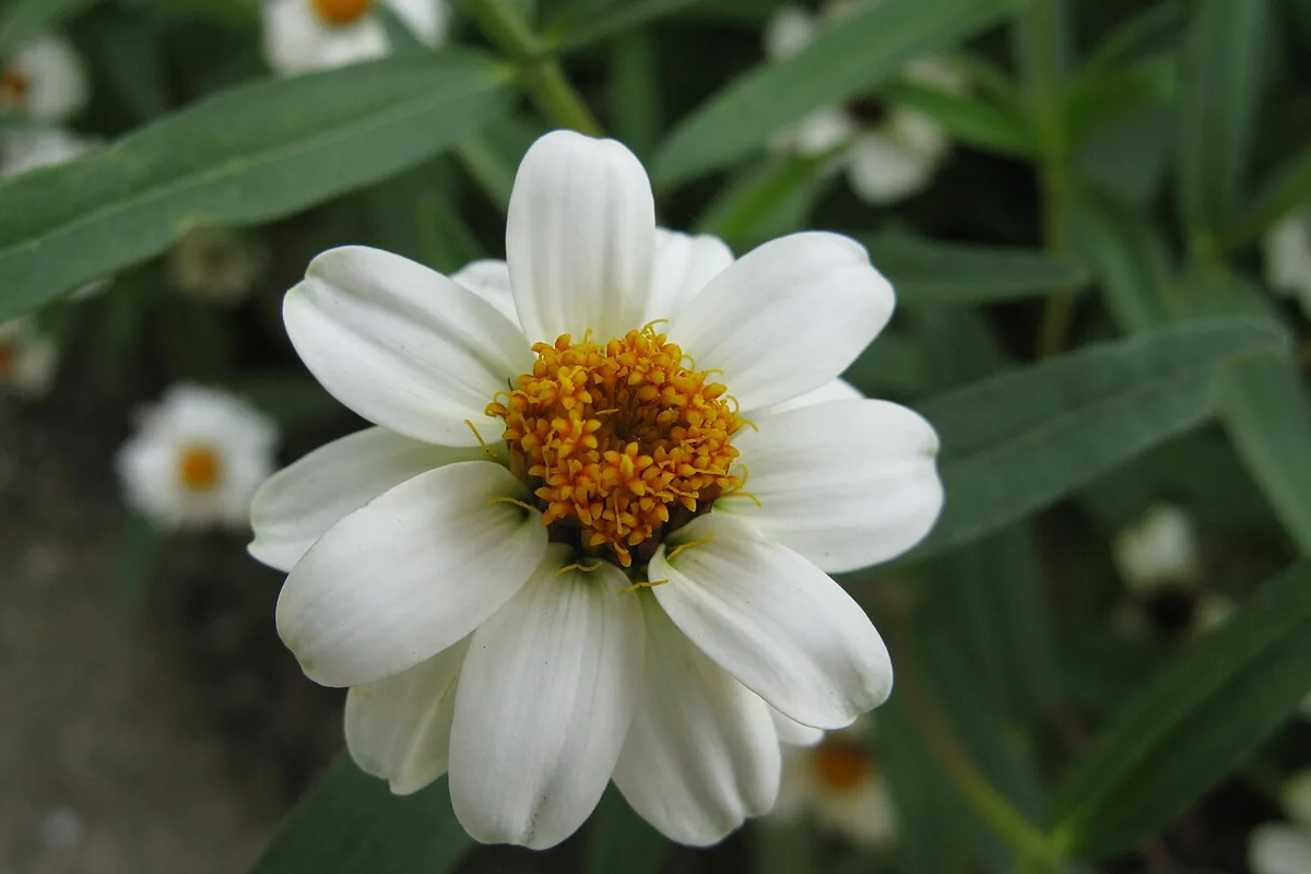 Narrowleaf Zinnia (Zinnia angustifolia) photographed in a real growing setting
