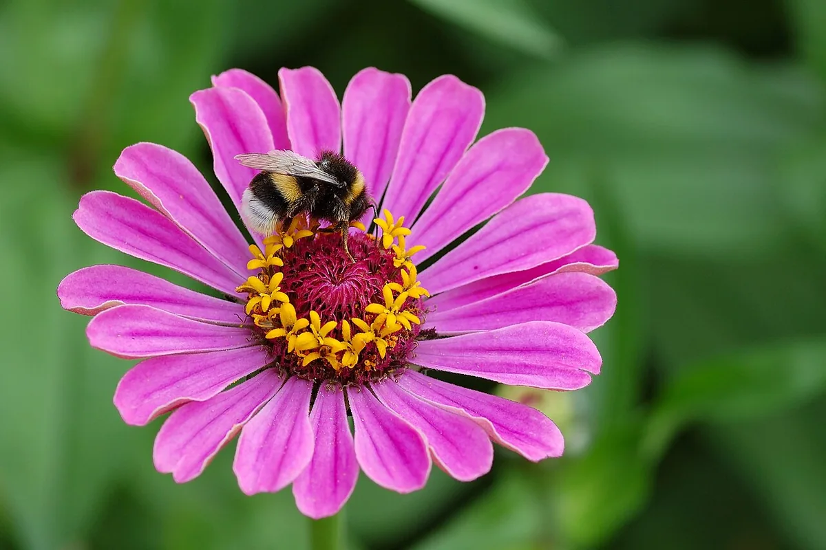 Common Zinnia (Zinnia elegans) photographed in a real growing setting