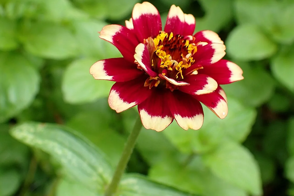Mexican Zinnia (Zinnia haageana) photographed in a real growing setting