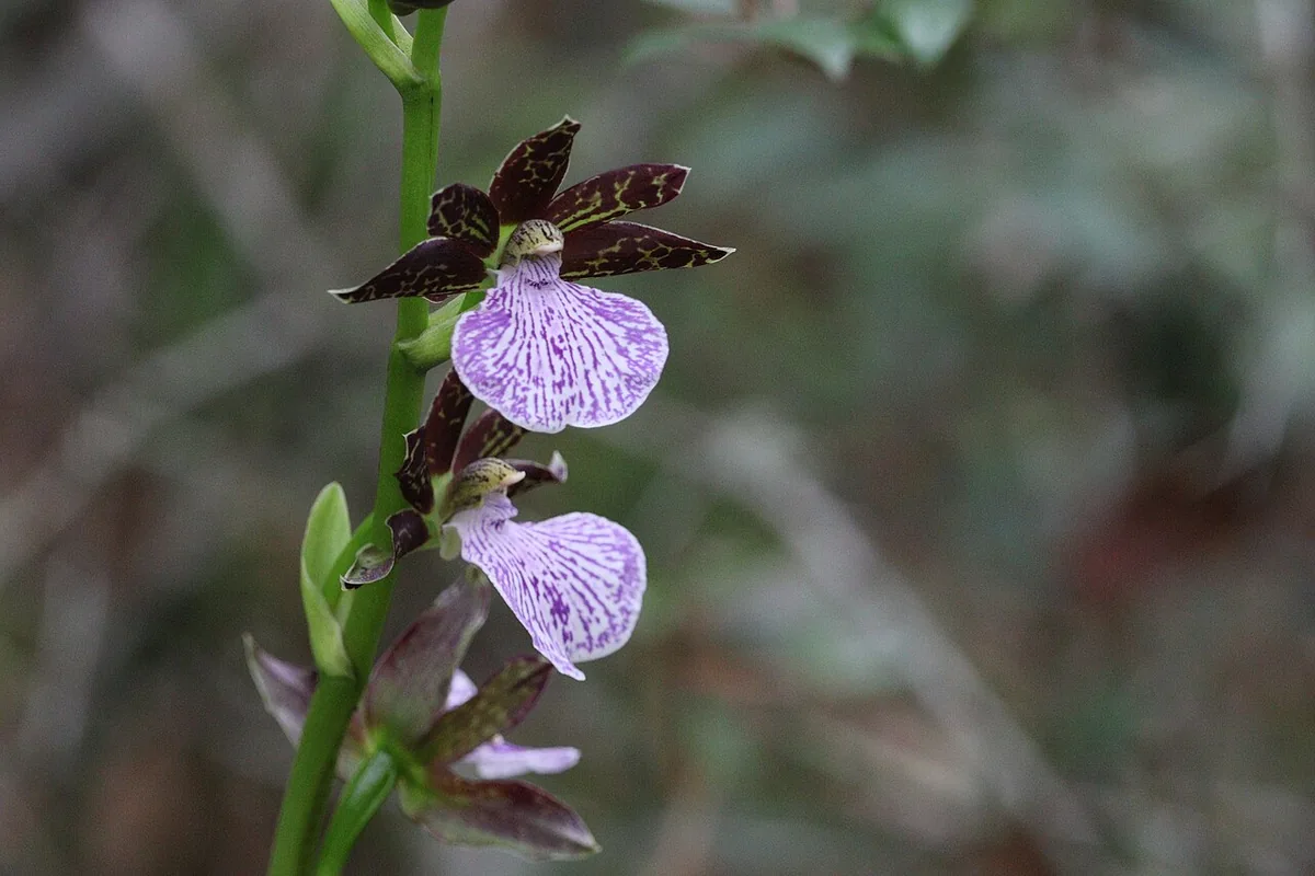 Spotted Zygopetalum (Zygopetalum maculatum) photographed in a real growing setting