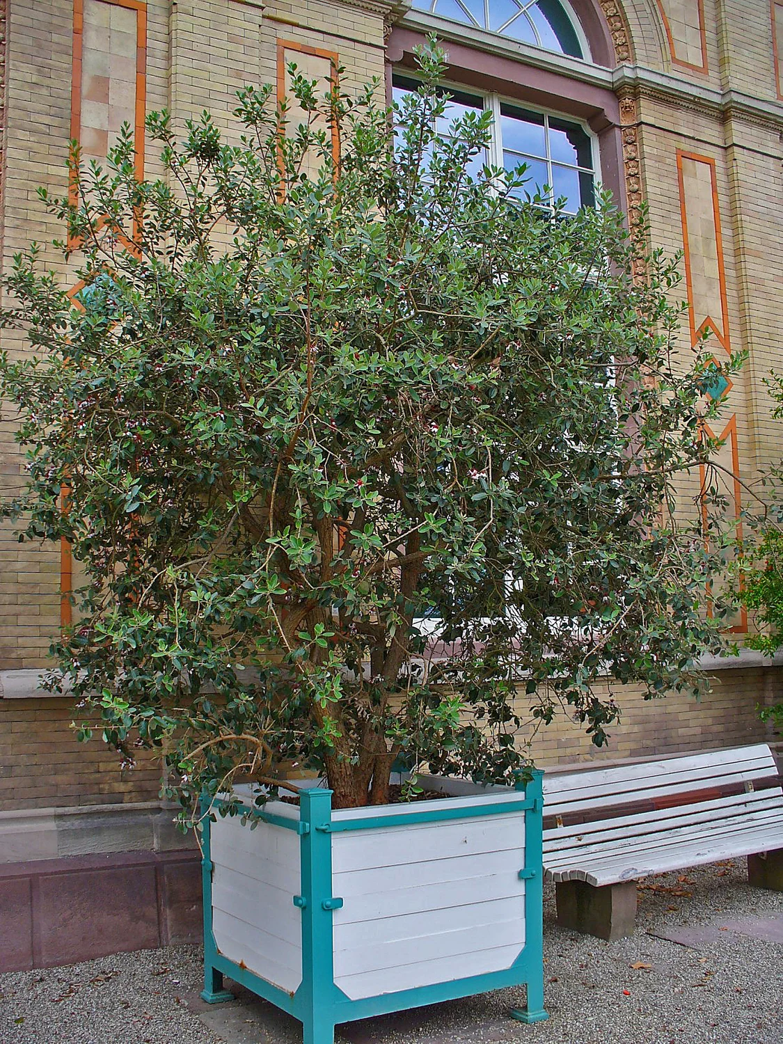 Pineapple Guava Tree (Acca sellowiana) in a real growing environment