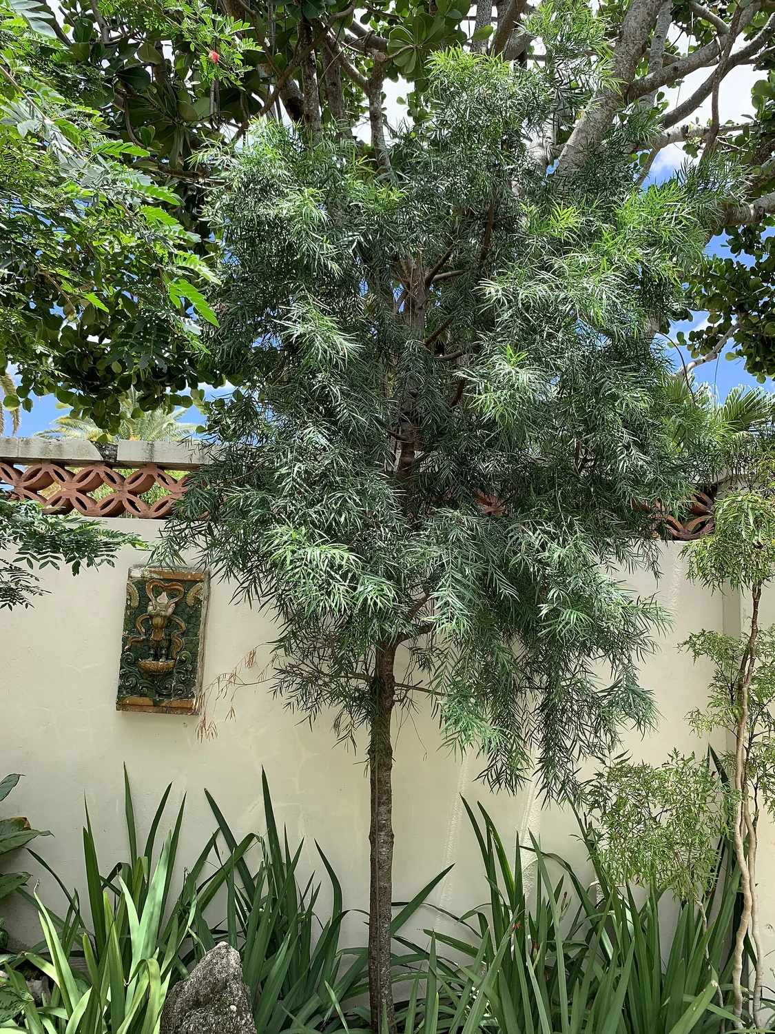 African Fern Pine (Afrocarpus gracilior) in a real growing environment
