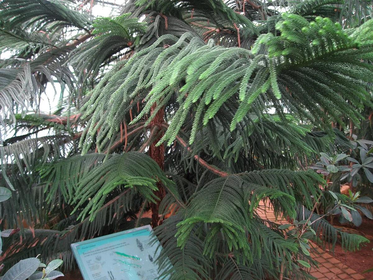 Cook Pine (Araucaria columnaris) in a real growing environment