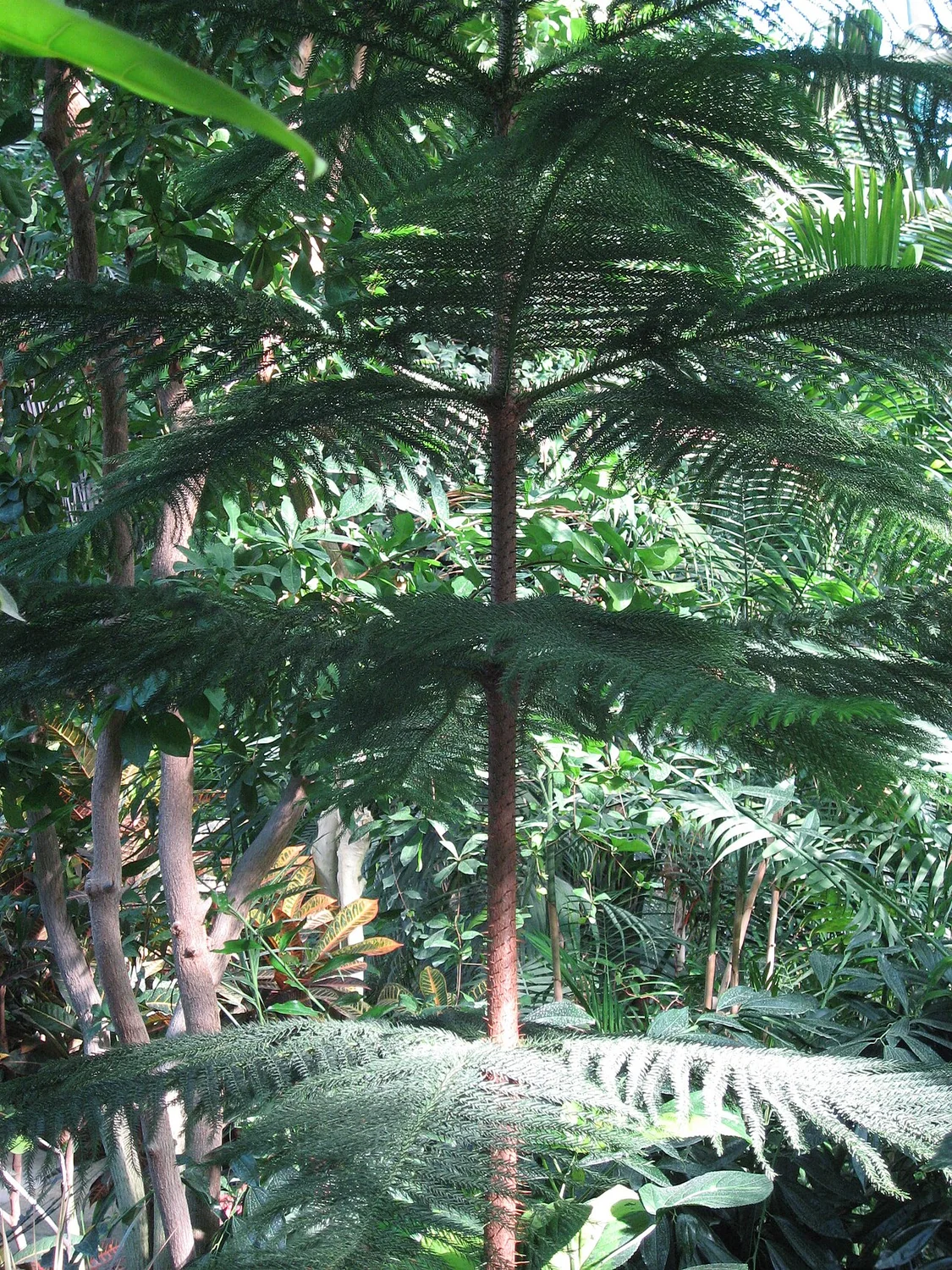 Norfolk Island Pine (Araucaria heterophylla) in a real growing environment