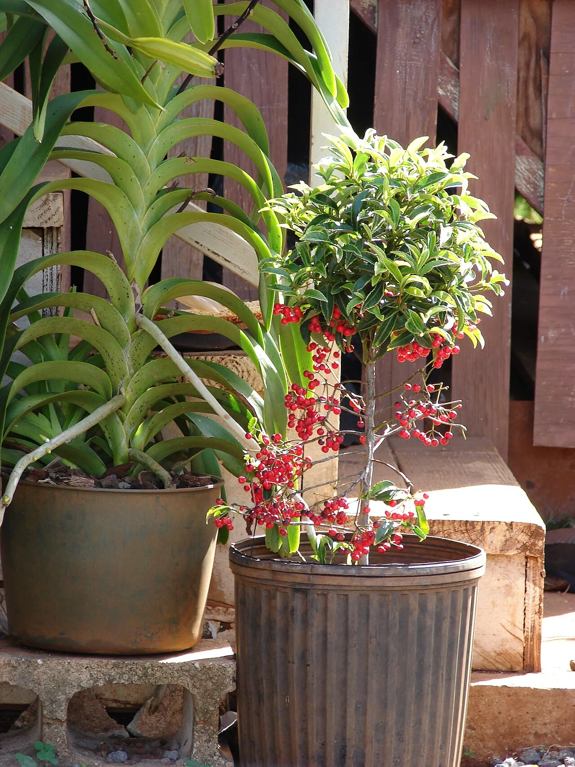 Coralberry Tree (Ardisia crenata) in a real growing environment
