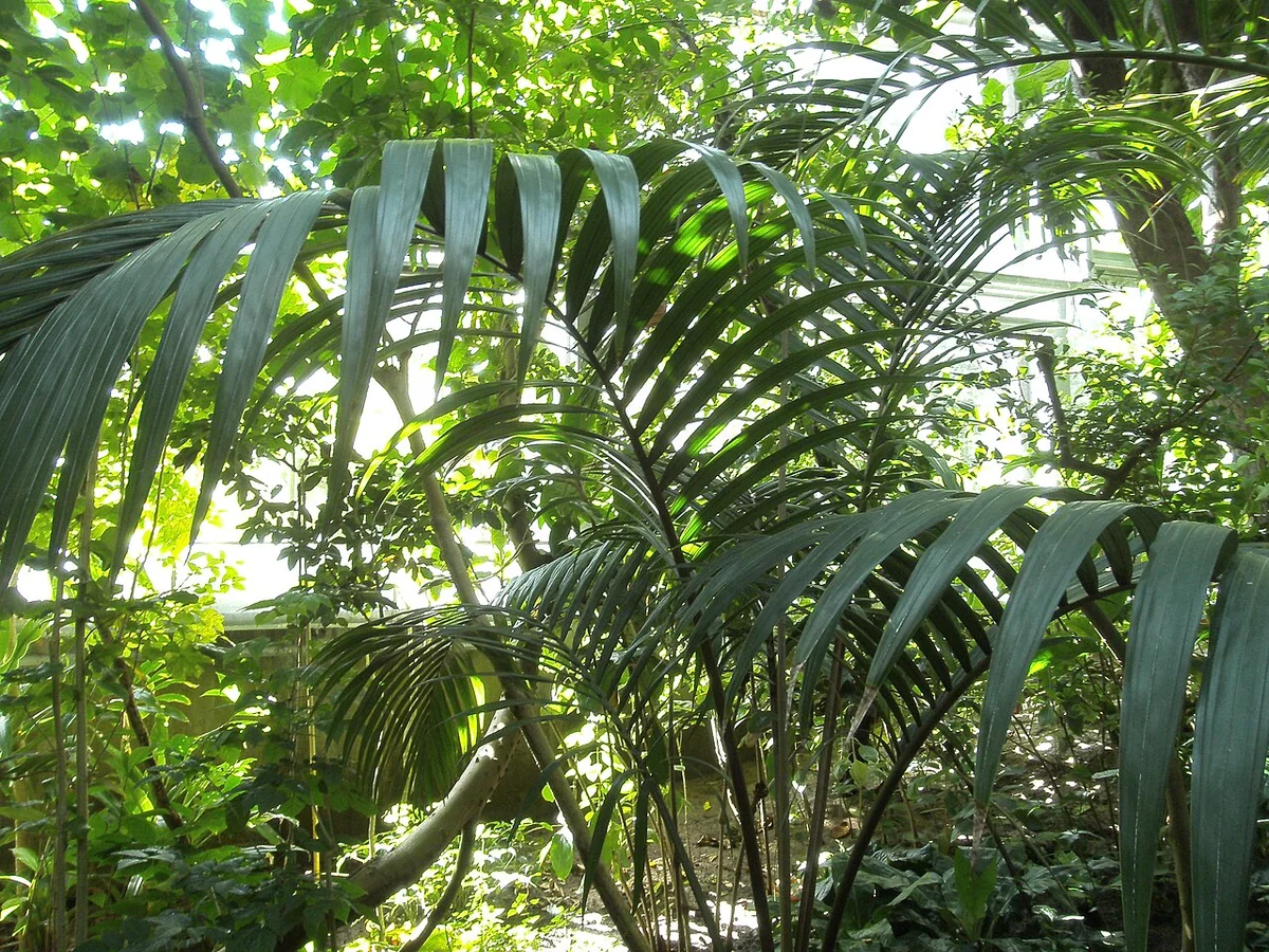 Dwarf Sugar Palm (Arenga engleri) in a real growing environment
