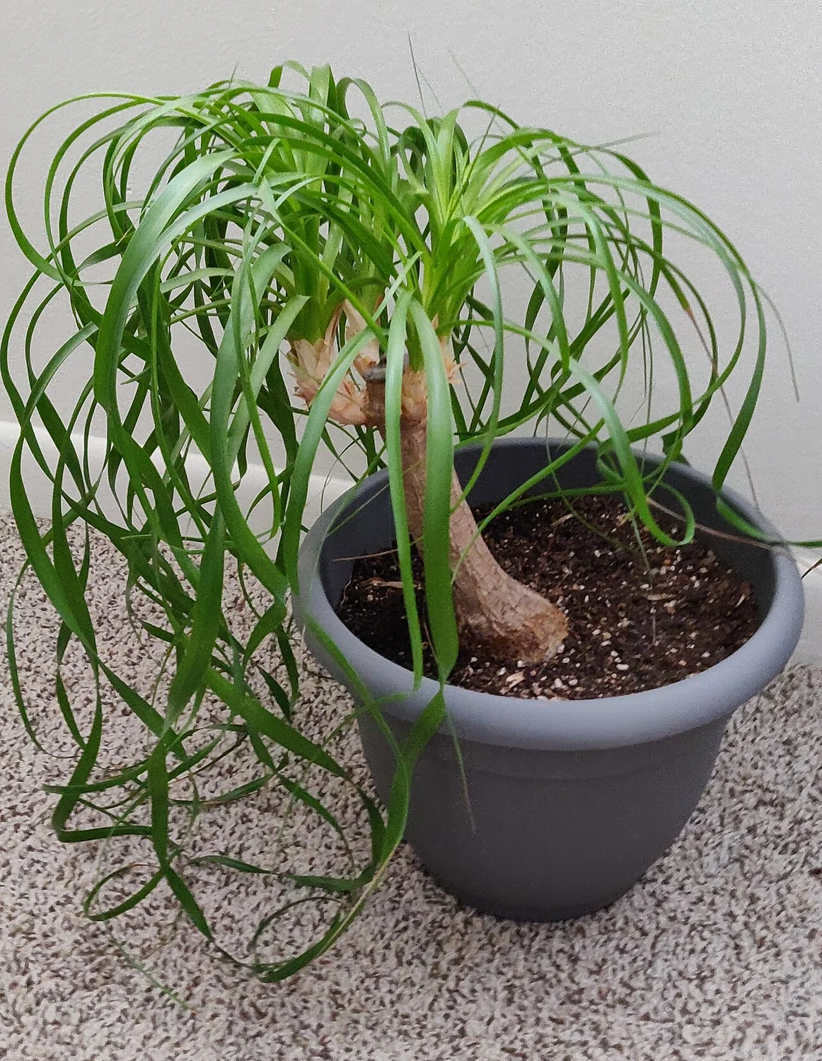Ponytail Palm (Beaucarnea recurvata) in a real growing environment