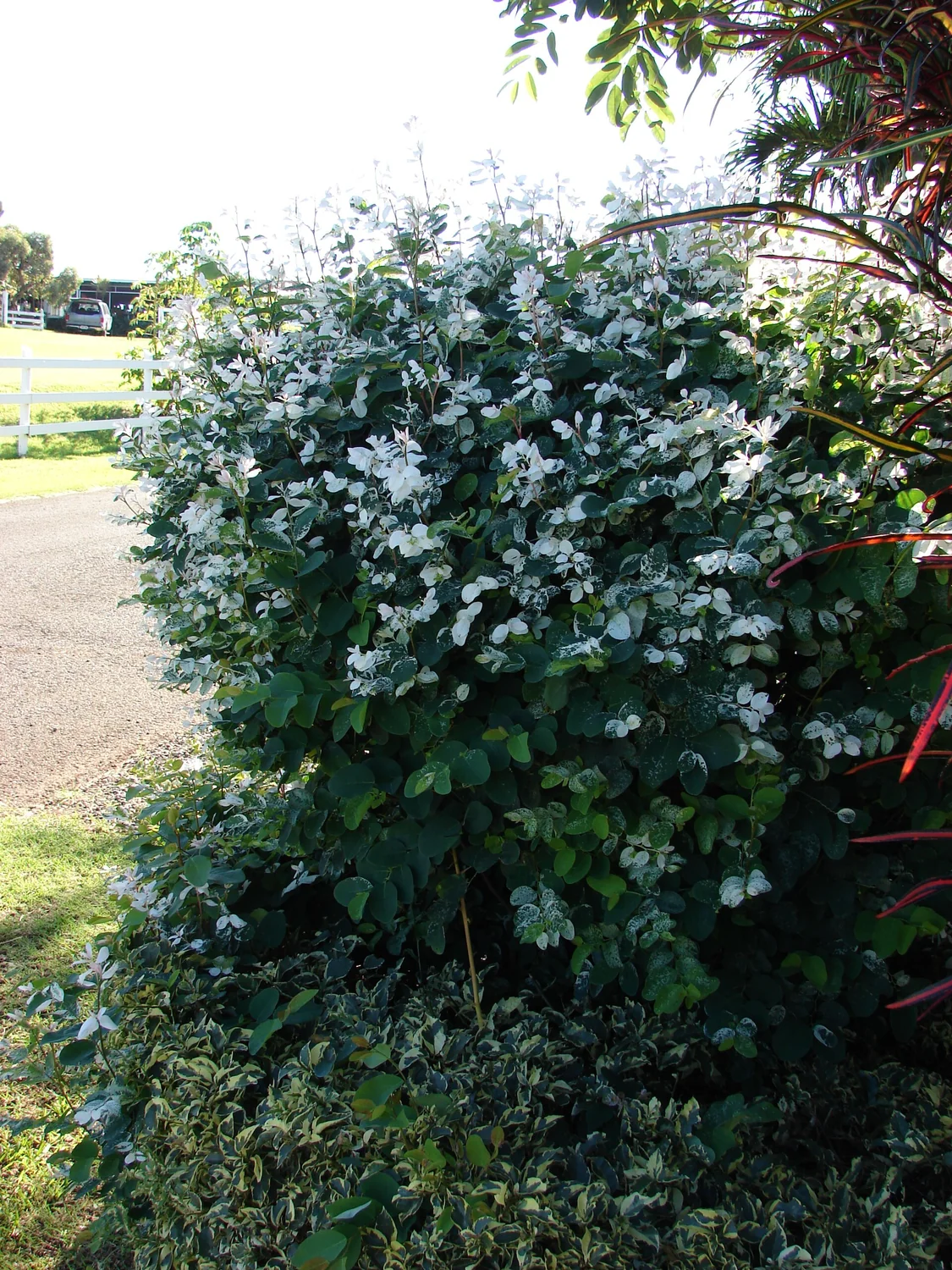 Snowbush Tree (Breynia disticha) in a real growing environment