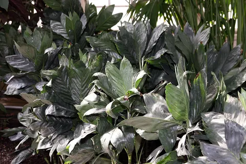 Metallic Palm (Chamaedorea metallica) in a real growing environment