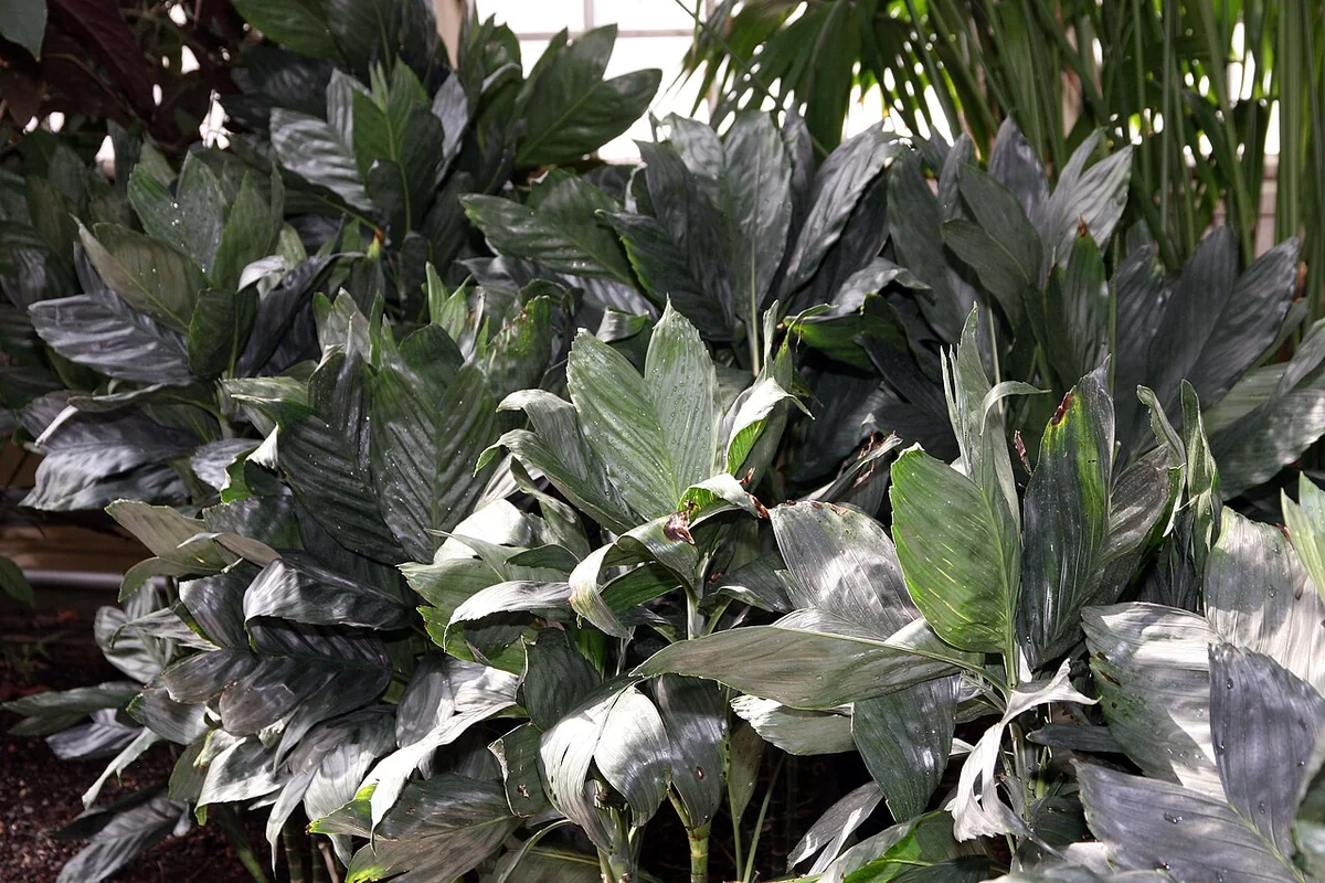 Metallic Palm (Chamaedorea metallica) in a real growing environment