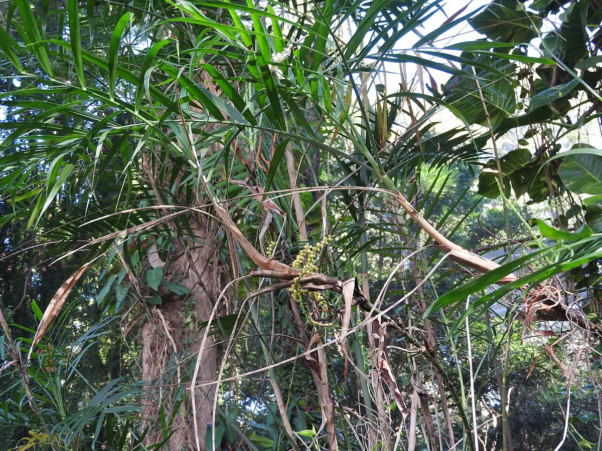 Bamboo Palm (Chamaedorea seifrizii) in a real growing environment