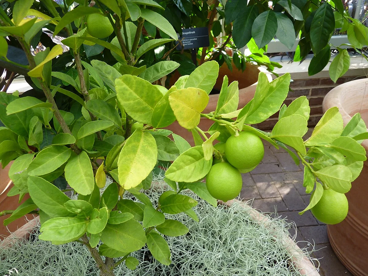 Key Lime Tree (Citrus aurantiifolia) in a real growing environment