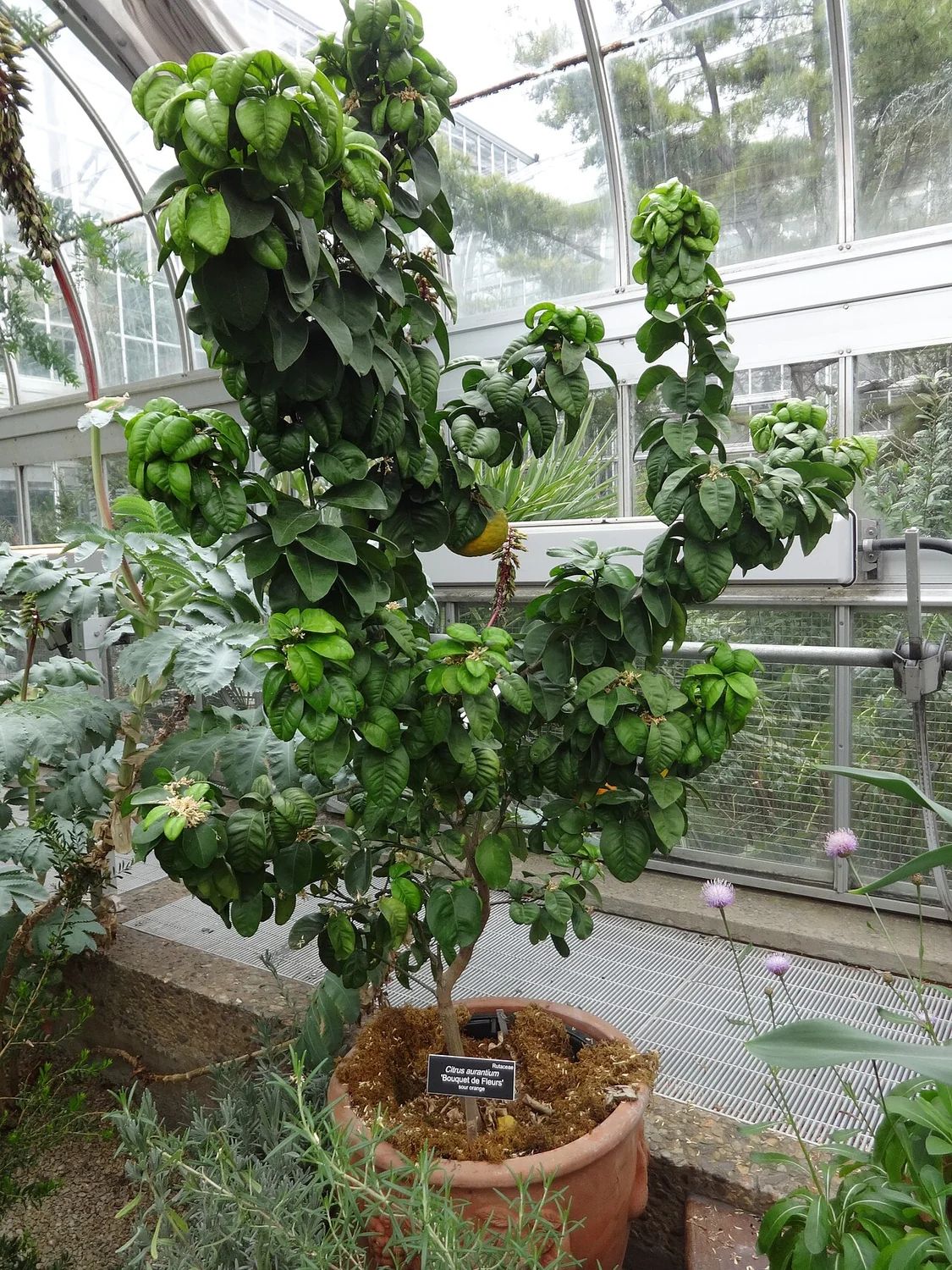 Bitter Orange Tree (Citrus aurantium) in a real growing environment