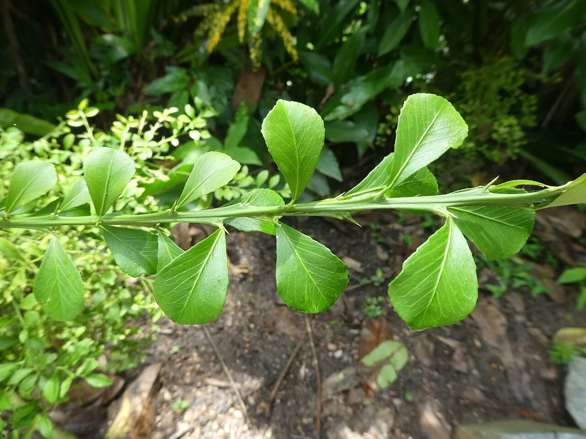 Finger Lime Tree (Citrus australasica) in a real growing environment