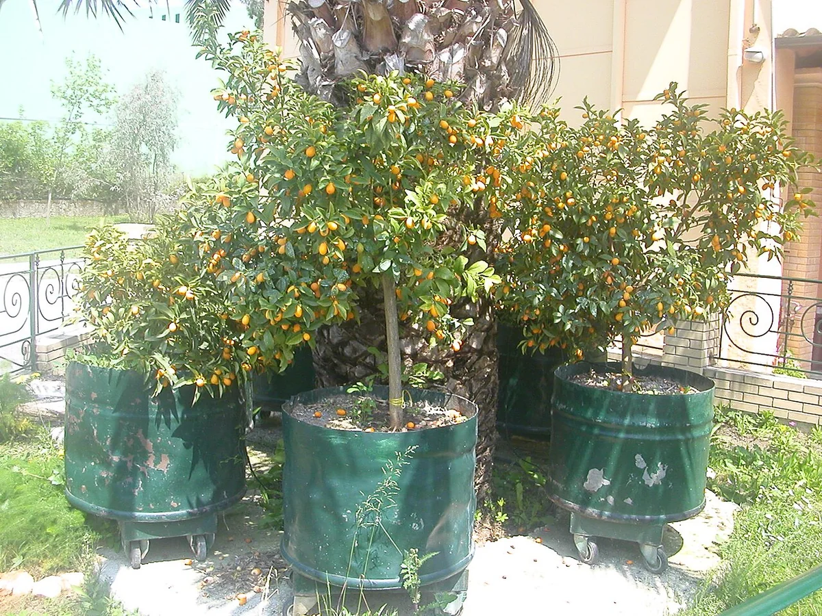 Kumquat Tree (Citrus japonica) in a real growing environment