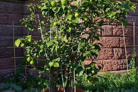 Lemon Tree (Citrus limon) in a real growing environment
