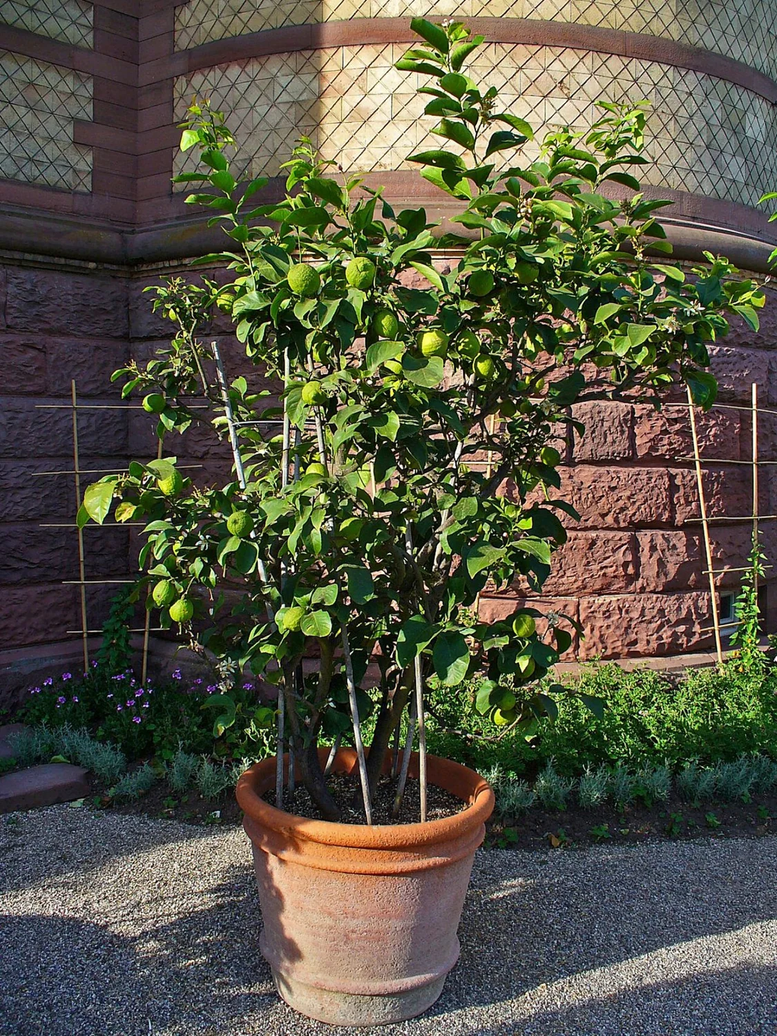 Lemon Tree (Citrus limon) in a real growing environment