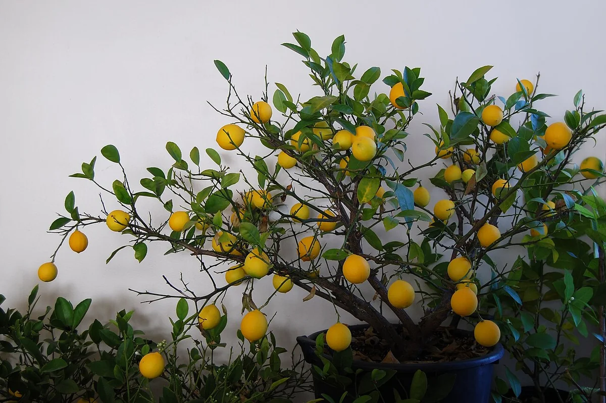 Meyer Lemon Tree (Citrus meyeri) in a real growing environment