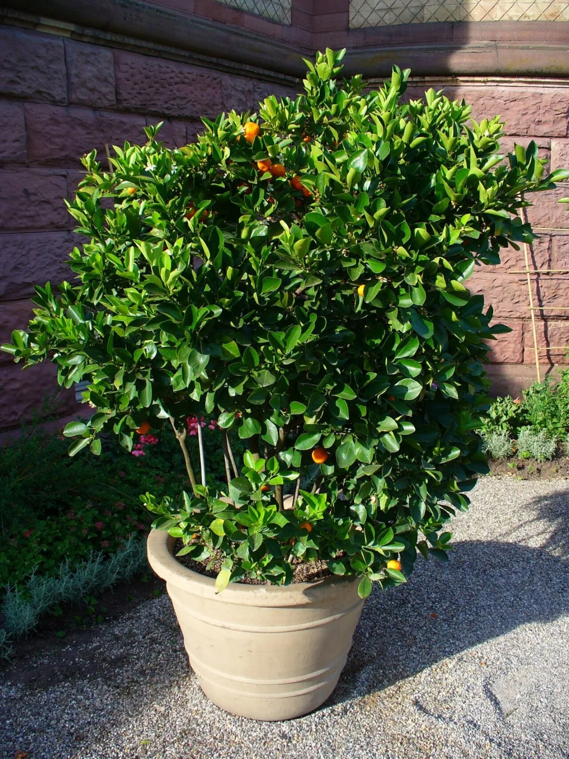 Calamondin Tree (Citrus microcarpa) in a real growing environment